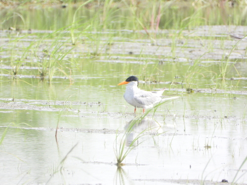 River Tern