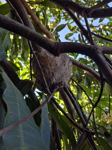 Chartergellus communis