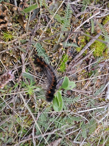 Fox Moth