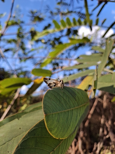Stained White-Skipper