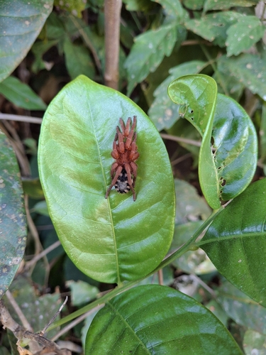 Devicarina guidonae