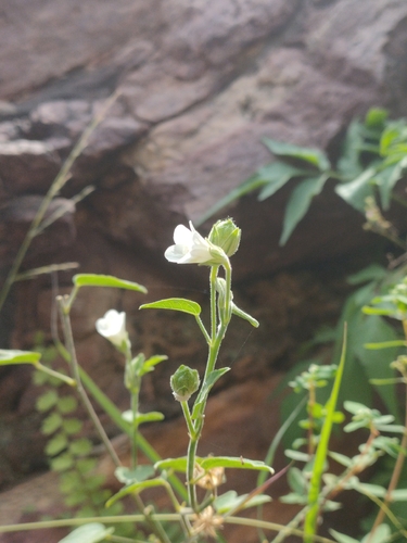 Lobed Leaf Mallow