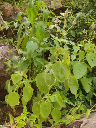 Coleus strobilifer