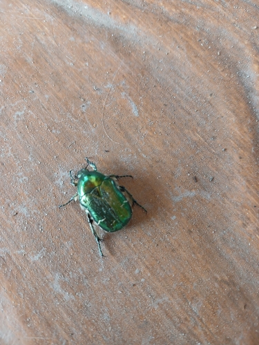 European Rose Chafer