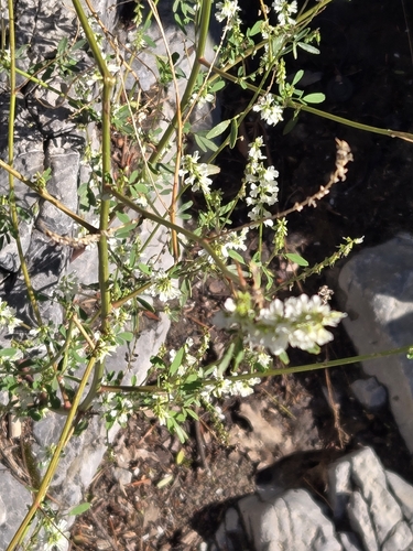 White Sweetclover