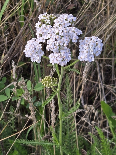 common yarrow