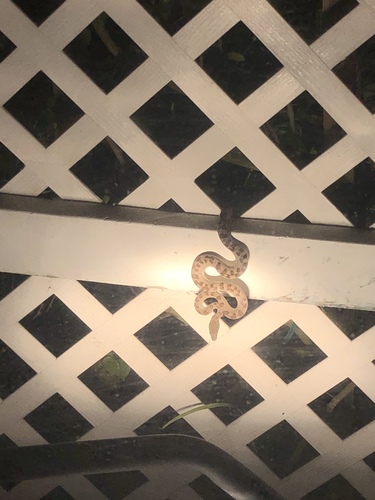 Southern Bahamas Boa