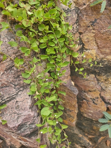 Dwarf Morning Glory
