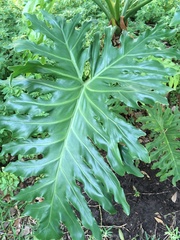 Philodendreae