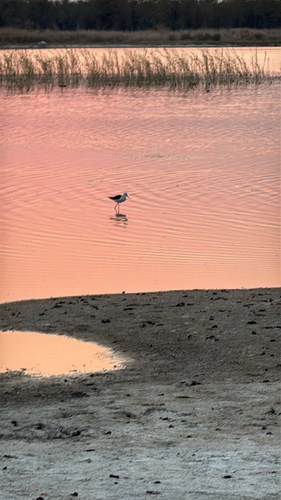 Black-winged Stilt