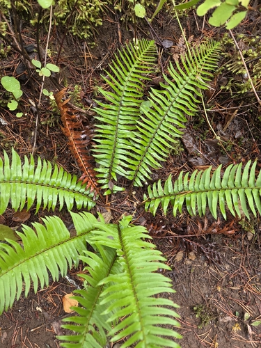 western sword fern