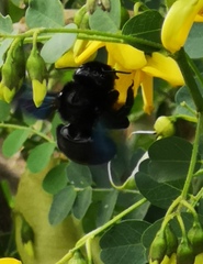 Xylocopa