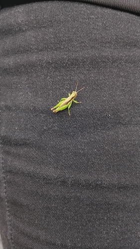Short-winged Rice Grasshopper