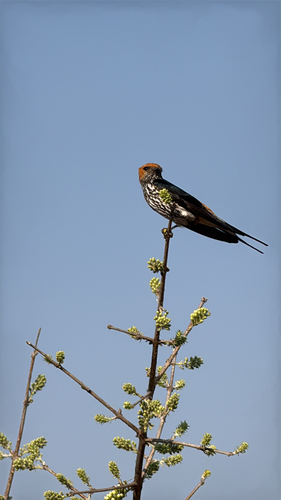 Lesser Striped Swallow