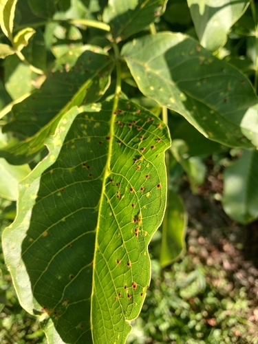 walnut leaf gall mite
