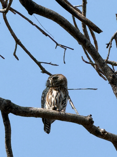 Pearl-spotted Owlet