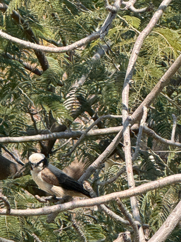 White-crowned Shrike