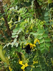 Xylocopa