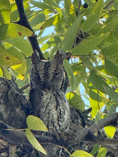 African Scops-Owl