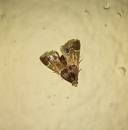 Meal moth