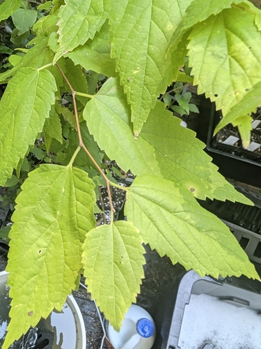 common hackberry
