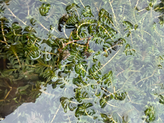 Groenlandia densa, photograph author not stated, no rights reserved