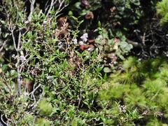 Ceanothus caeruleus