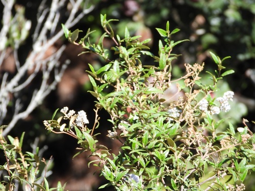 Ceanothus caeruleus, photograph 1