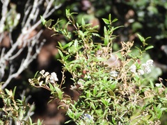Ceanothus caeruleus, photograph (c) Neptalí Ramírez Marcial, some rights reserved (CC BY)