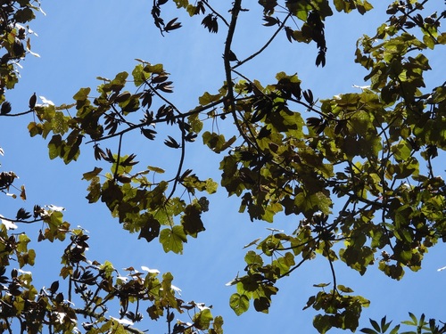 Chiranthodendron pentadactylon, photograph 2