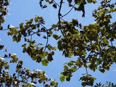 Chiranthodendron pentadactylon, photograph (c) Neptalí Ramírez Marcial, some rights reserved (CC BY)