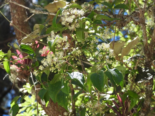 Clematis dioica