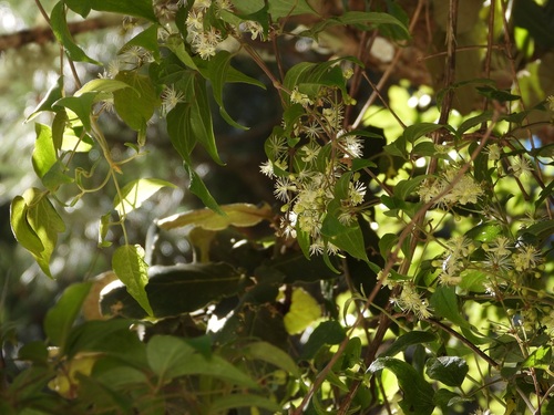Clematis dioica, photograph 1