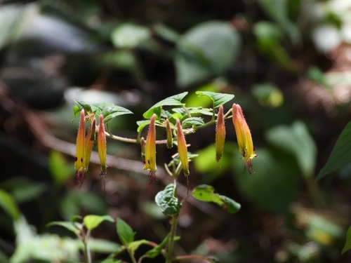 Cuphea cyanea