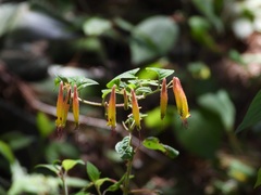 Cuphea cyanea