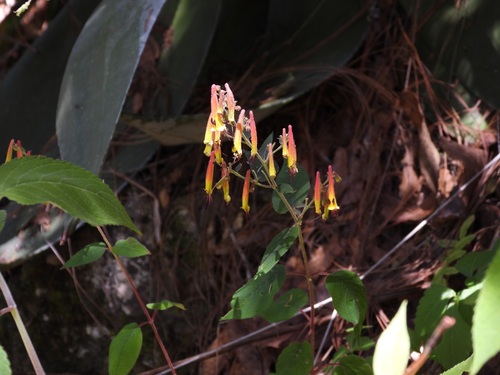 Cuphea cyanea, photograph 1