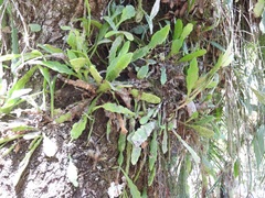 Disocactus crenatus