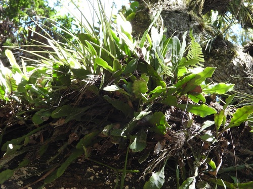 Disocactus crenatus, photograph 1