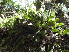 Disocactus crenatus, photograph (c) Neptalí Ramírez Marcial, some rights reserved (CC BY)
