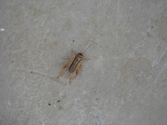 Anurogryllus