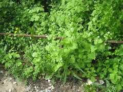 Alliaria petiolata