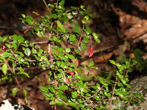 Fuchsia microphylla, photograph 6