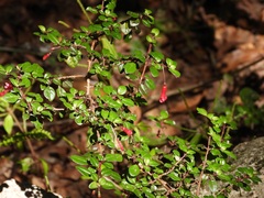 Fuchsia microphylla, photograph (c) Neptalí Ramírez Marcial, some rights reserved (CC BY)