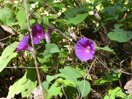 Ipomoea orizabensis, photograph 1