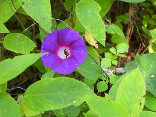 Ipomoea orizabensis