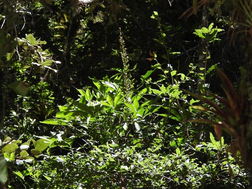 Oreopanax xalapensis, photograph 2