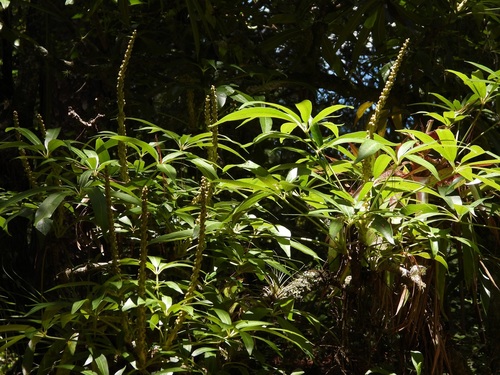 Oreopanax xalapensis, photograph 1