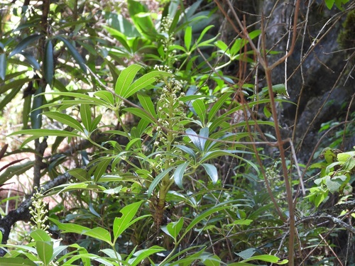 Oreopanax xalapensis