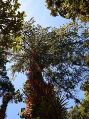 Pinus ayacahuite, photograph (c) Neptalí Ramírez Marcial, some rights reserved (CC BY)