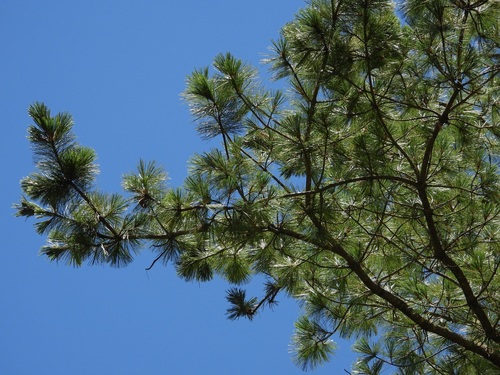 Pinus ayacahuite, photograph 1